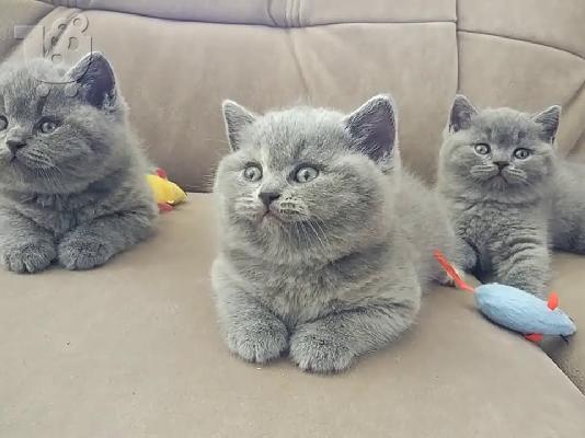 PoulaTo: British blue kitten